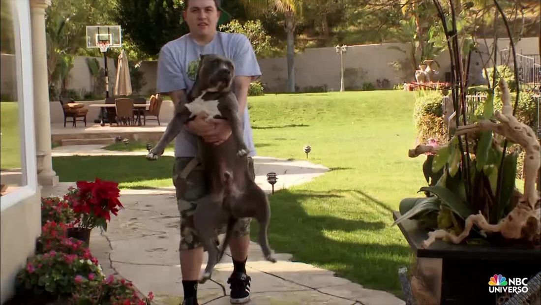 El perro de Mikey destruye todo lo que ve (VIDEO) El perro de Mikey destruye todo lo que ve (VIDEO)