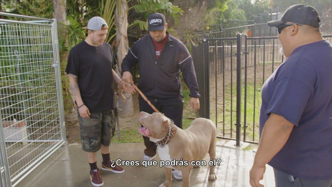 Mikey tries to breed Juan’s dogs Mikey tries to breed Juan’s dogs